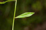 Florida bellflower